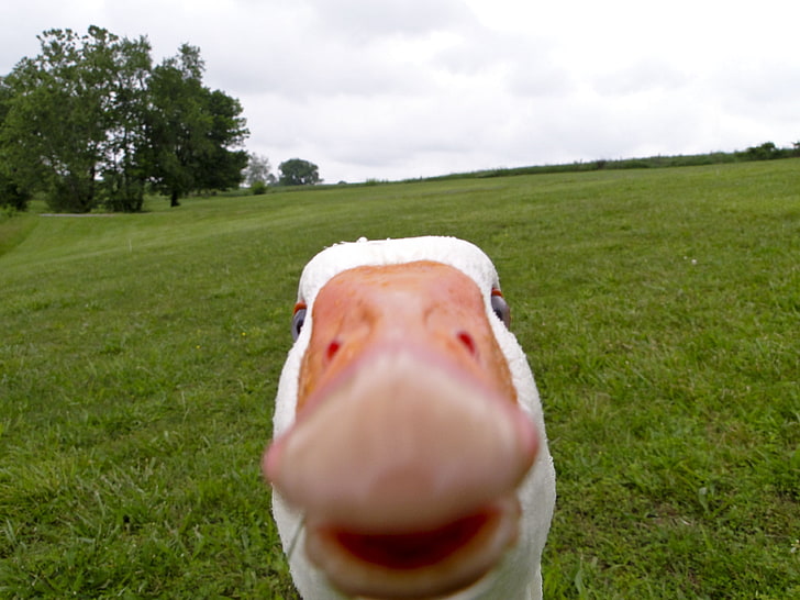 white goose, animals, selfies, geese, memes, birds, grass, plant HD wallpaper