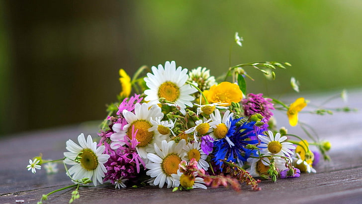 assorted-color petaled flowers, bouquets, daisies, flowering plant