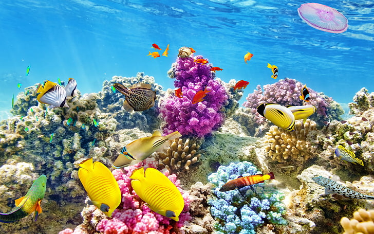 Download Wallpaper Underwater World Coral Reef Tropical Fishes Ocean Underwater, HD wallpaper