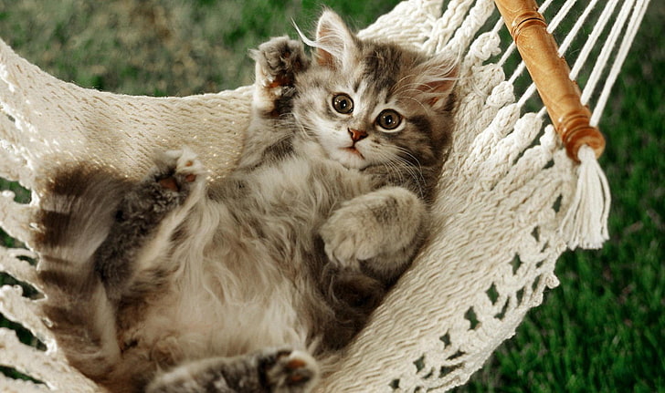 gray tabby kitten, animals, cat, kittens, hammocks, domestic cat, HD wallpaper