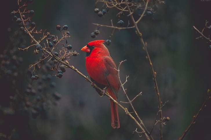 Cardinal, bird, 4K, Red bird, HD wallpaper