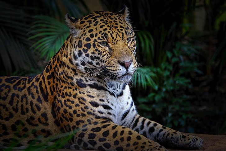 leopard (animal), animals, big cats, animal themes, one animal