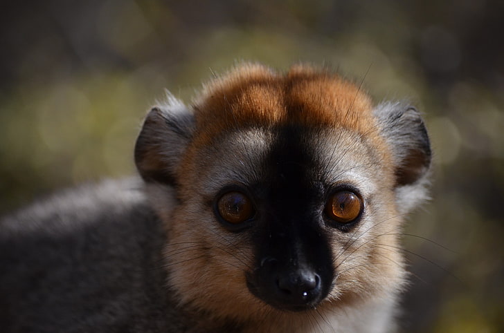 nature, apes, lemurs, Madagascar, one animal, animal wildlife