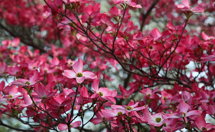 Hd Wallpaper Pink Dogwood Tree Spring Bloom Pink And Red Flowers Seasons Wallpaper Flare
