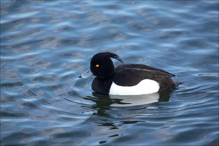 black and white duck on water, aythya fuligula, morillon, aythya fuligula, morillon, HD wallpaper