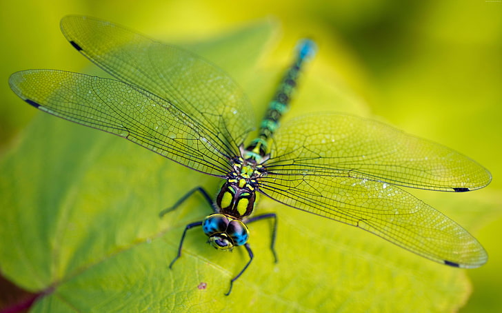 insect, Dragonfly, nature, green, wings, macro, leaves