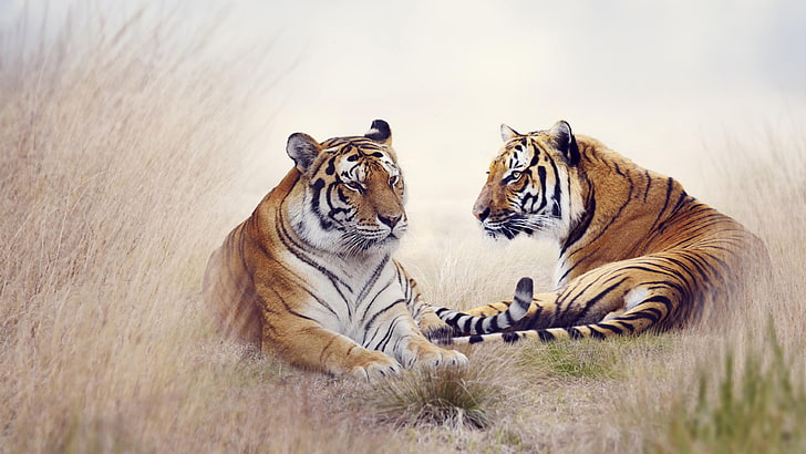 tiger, pair, wild animal, wild cat, tigers, animal themes, feline, HD wallpaper