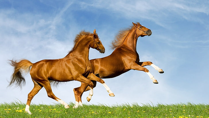 two brown horses, field, grass, jumping, animal, running, outdoors