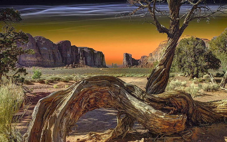 nature, landscape, Monument Valley, dead trees, shrubs, rock, HD wallpaper