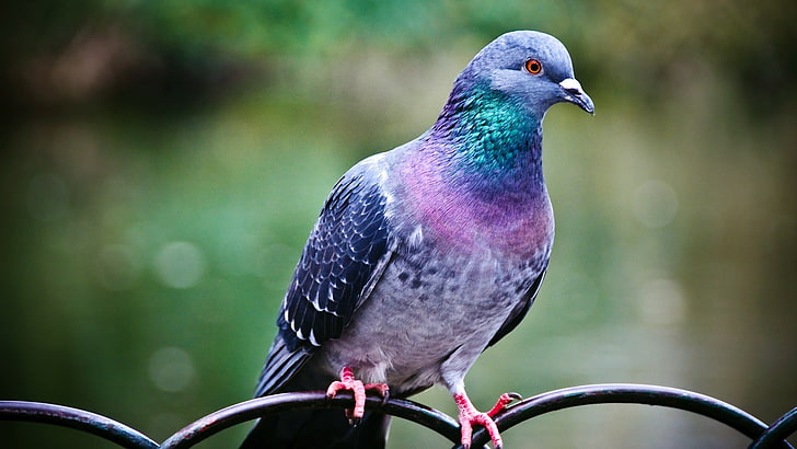 pigeon perching on black metal, pigeons, birds, animals, animal themes, HD wallpaper