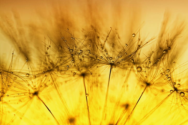 close up photography of dandelions, HSS, SEED, MORNING  GLORY