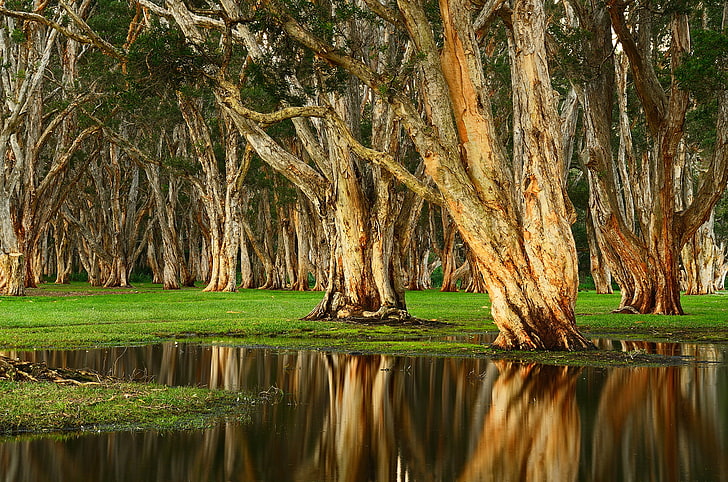 landscape, tree bark, Australia, trees, swamp, plant, reflection, HD wallpaper