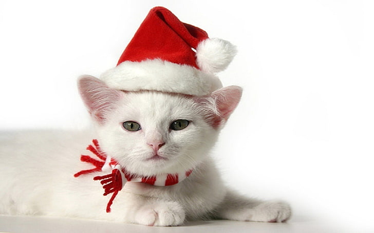 adorable cat Christmas Kitten Animals Cats HD Art, cute, kitty, HD wallpaper