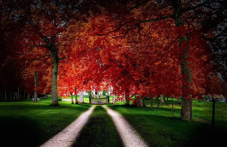 Road, leaves, autumn, orange tall trees, house, grass, yard, gate