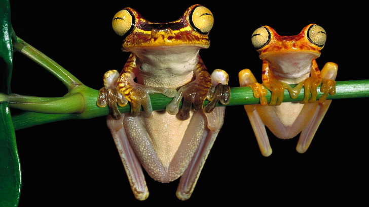 frog, nature, amphibian, animal themes, close-up, studio shot, HD wallpaper