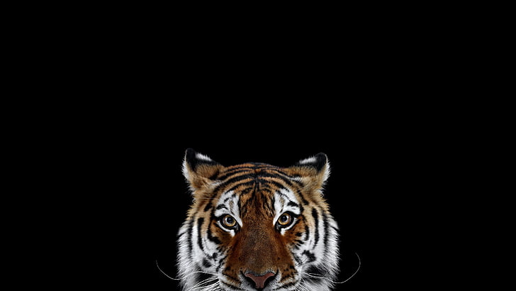 photography, mammals, cat, tiger, simple background, big cats