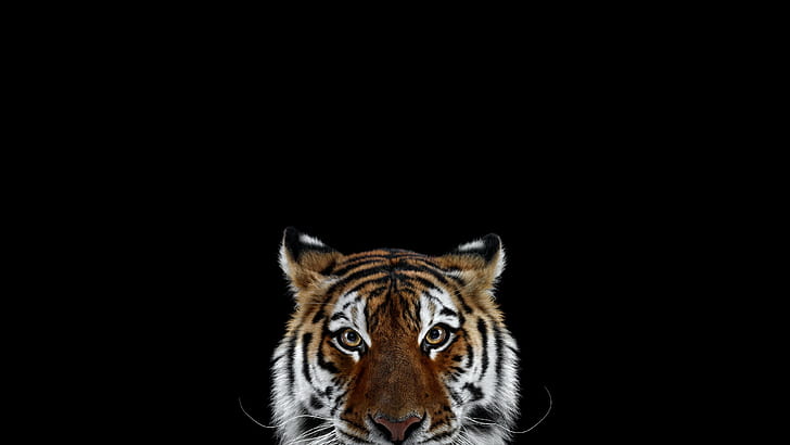 HD wallpaper: Tiger, Photography, Mammals, Animals, 2560x1440 | Wallpaper  Flare