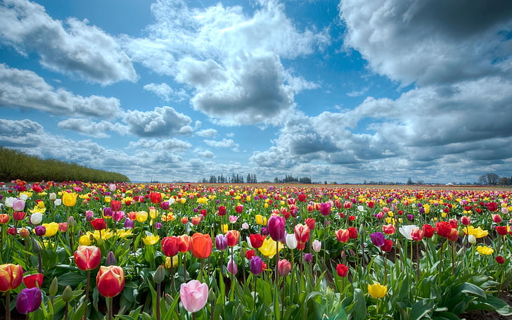 assorted-color tulip flower field, tulips, flowers, sky, clouds, HD wallpaper