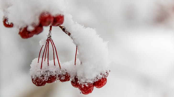 closeup photo of red cherries cover by snow during daytime, nature, HD wallpaper