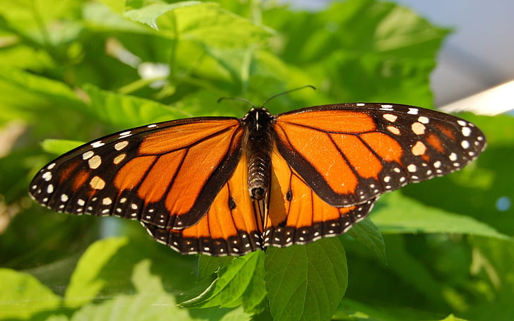 monarch butterfly, insect, leaves, butterfly - insect, invertebrate, HD wallpaper