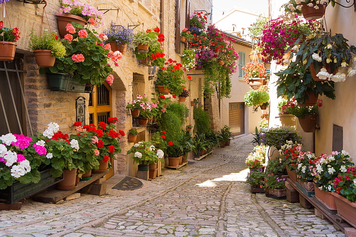 assorted-color flower lot, flowers, the city, Greece, europe, HD wallpaper