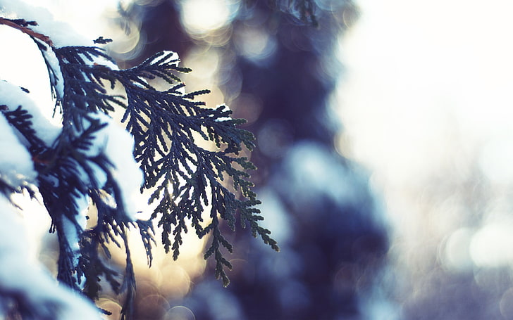 green pine tree leaves, photo of pine tree with snow, nature
