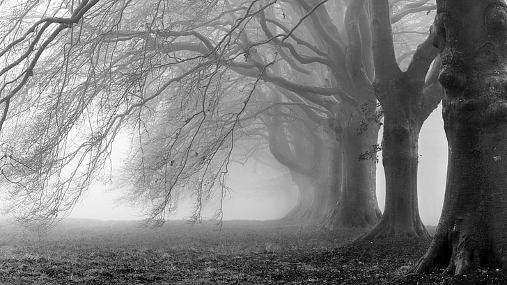 HD wallpaper: trees, fog, monochrome, black and white, misty | Wallpaper  Flare