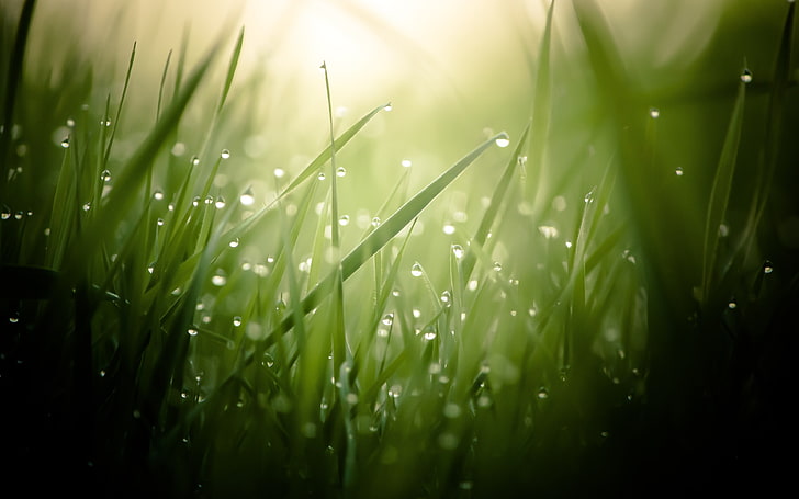 green grass field, leaves, water drops, macro, plants, nature, HD wallpaper