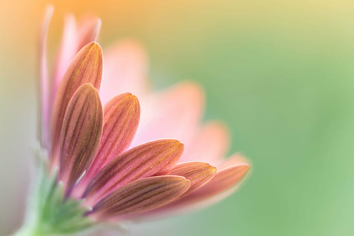close up photo of pink petaled flower, daisy, daisy, flower  flower, HD wallpaper