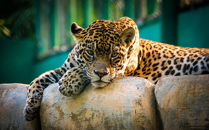 Amazing Jaguar - wild cat, brown and yellow leopard, wild cat eyes, HD wallpaper