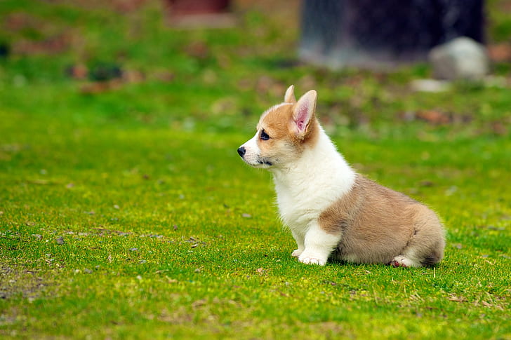 tan and white cardigan welsh Corgi puppy on grass field in selective focus photography, puppies, puppies, HD wallpaper