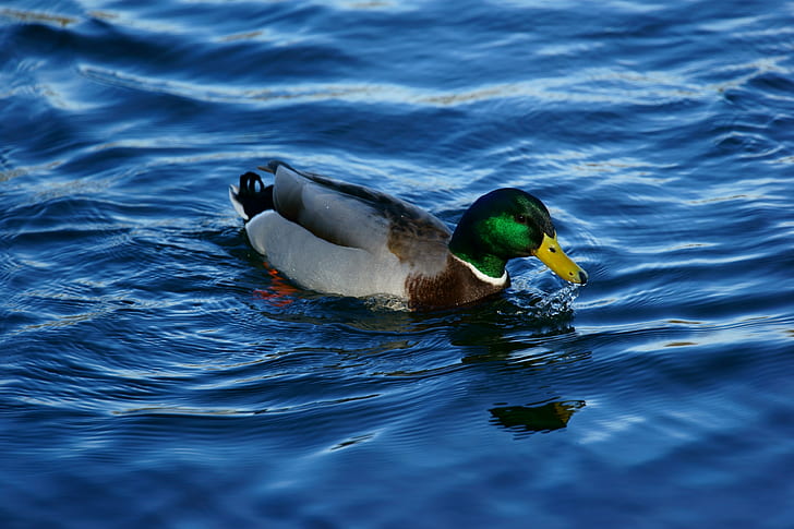 photography of duck swimming on water, Natur, Sony_Alpha, FE, HD wallpaper
