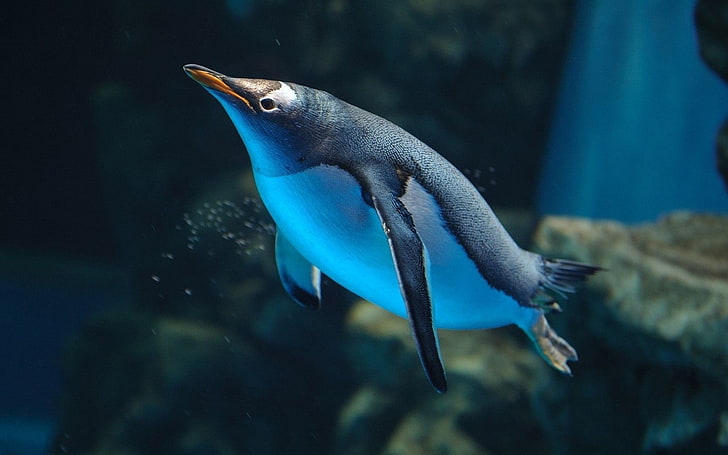 white and black penguin, penguins, birds, underwater, animal themes