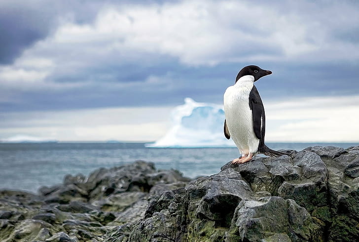 closeup photo of Penguin on top of rock formation during daytime, antarctica, antarctica