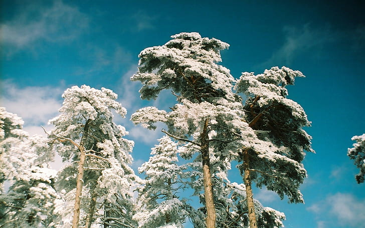 snow, pine trees