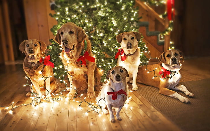 Christmas dog 1080P, 2K, 4K, 5K HD wallpapers free download | Wallpaper  Flare