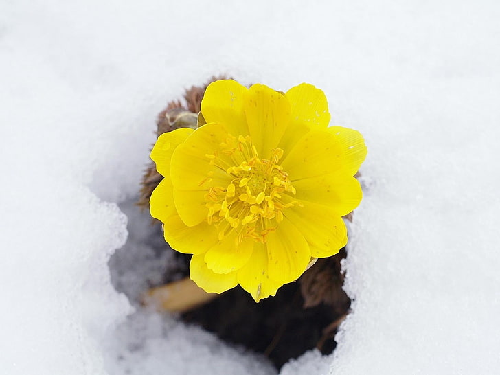 yellow aconite flower, snow, primroses, awakening, nature, winter, HD wallpaper