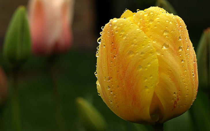 Colour Of Friendship, yellow, tulip, nature, beautiful, 3d and abstract