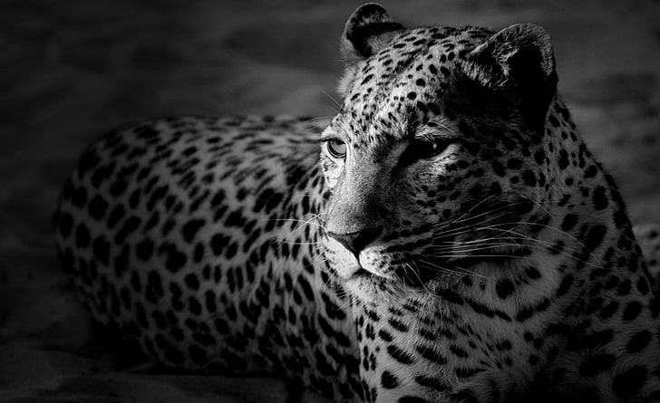 Black And White Jaguar HD Wallpaper, leopard animal, Animals