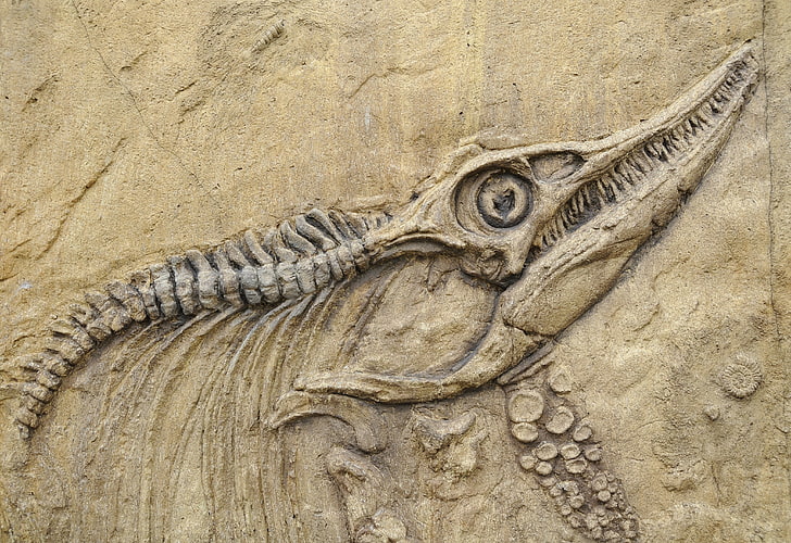 dinosaur fossil, sake, stone, aquatic animal, fossil bones, animal themes, HD wallpaper