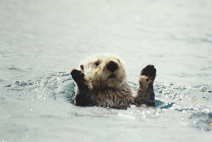 Sea otter 1080P, 2K, 4K, 5K HD wallpapers free download ...