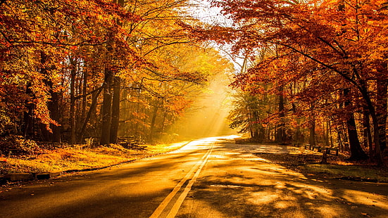HD wallpaper: fall foliage 4k hd windows, autumn, road, tree, change,  transportation | Wallpaper Flare