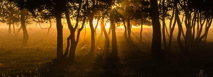 silhouette of forest trees behind sunset, fairytale forest, fairyland, HD wallpaper