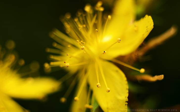 photography of yellow flower during day time, hypericum perforatum, hypericum perforatum, HD wallpaper