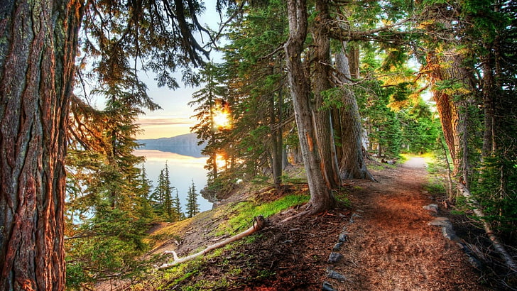 path, nature, crater lake, tree, forest, wilderness, oregon, HD wallpaper