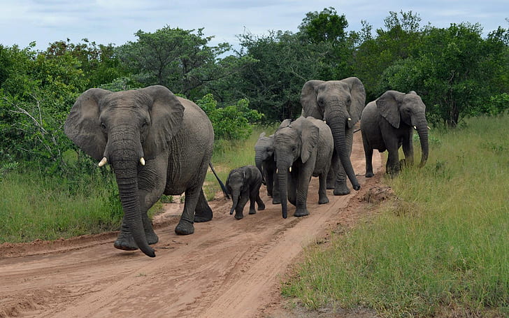Elephant Herd HD, group of elephants, animals