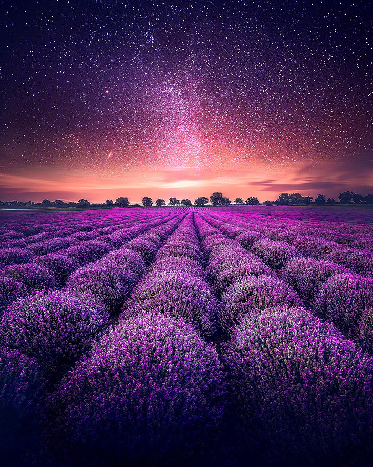 purple petaled flowers, lavender, field, starry sky, horizon