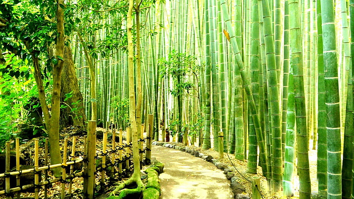 Hokokuji bamboo garden 1080P, 2K, 4K, 5K HD wallpapers free download |  Wallpaper Flare