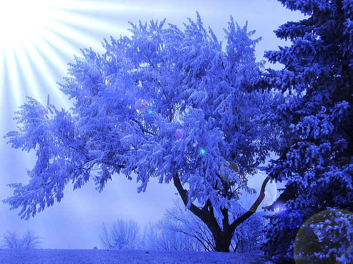 white and black treee, winter, frost, glare, the sun's rays, nature, HD wallpaper