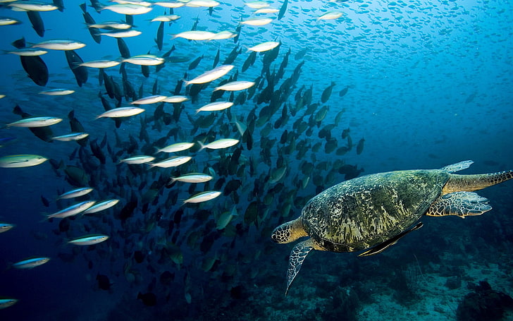 brown tortoise and school of fish, turtle, underwater, swim, sea, HD wallpaper